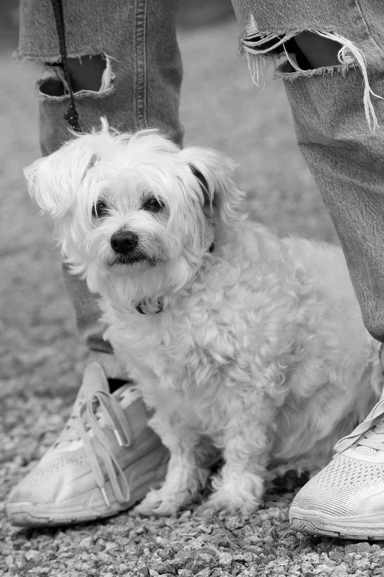 Liten hund